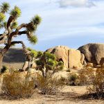 Joshua Tree Nationalpark