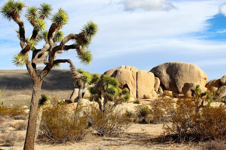 Joshua Tree Nationalpark