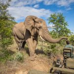 Krüger Nationalpark Südafrika