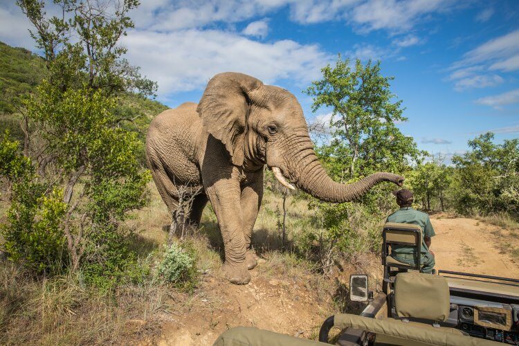 Krüger Nationalpark Südafrika