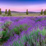 Provence - mehr als nur Lavendel