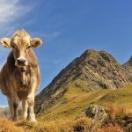 Urlaubsregion Tessin - Bilderbuchregion für Naturliebhaber