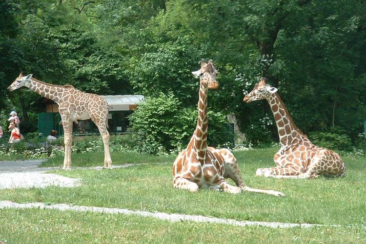 Tierpark Hellabrunn