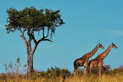 Serengeti Nationalpark