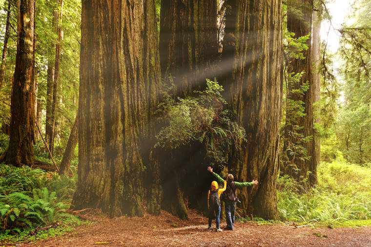 Redwood Nationalpark