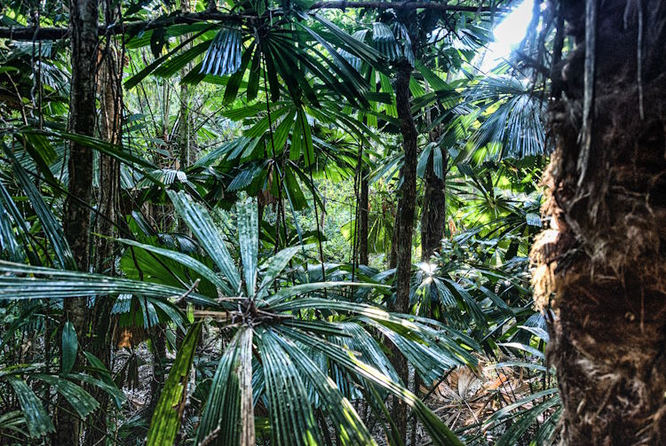 Daintree-Nationalpark