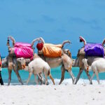 Urlaub auf Djerba