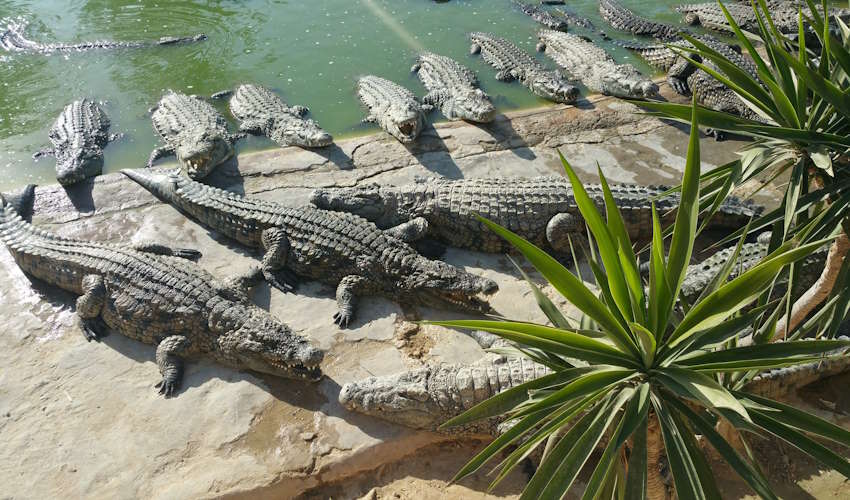 Krokodilfarm Djerba