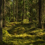 Waldbaden Bayerischer Wald