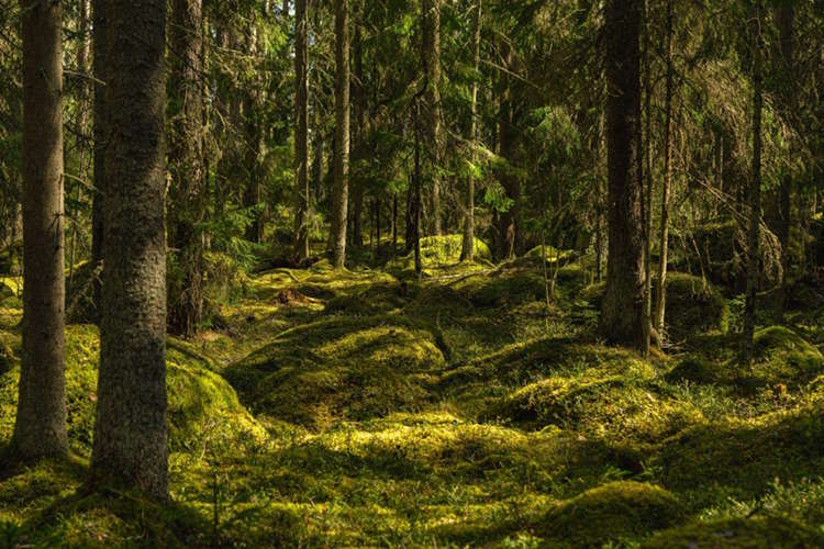 Waldbaden Bayerischer Wald
